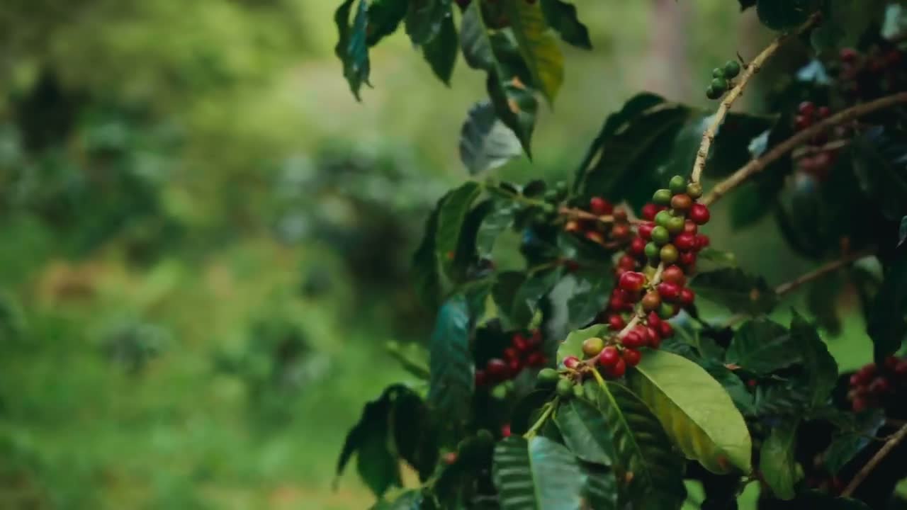 FRUITION COFFEEについて